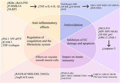 Pharmacological mechanisms by which baicalin ameliorates cardiovascular disease